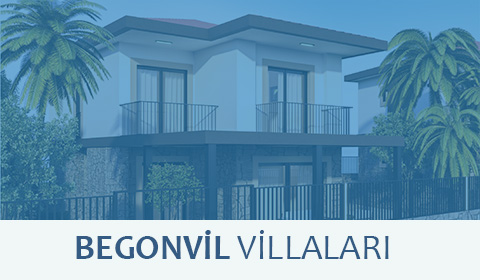 begonvil1